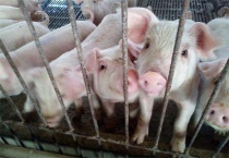 猪发生热应激该怎么办？