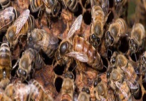 蜂王交尾失败后会产卵吗 蜂王出巢交尾