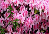 山茶花和杜鹃花有什么不同 杜鹃花怎样施肥