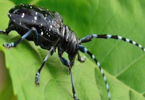 天牛有毒吗 附被天牛咬伤后的处理多久？