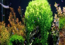 鱼缸中养水草的作用 注意事项有哪些？