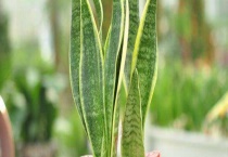 虎尾兰去甲醛吗？