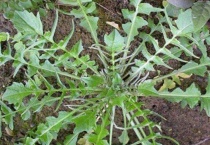 地菜和荠菜是一样的吗？