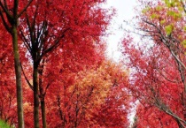 红枫象征什么？