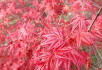 红舞姬和出猩猩的区别？