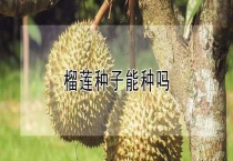 榴莲种子能种吗？