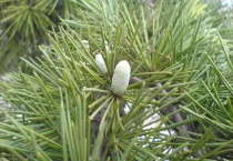 雪松的特点作用精神是什么？