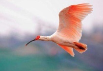 朱鹭身长多少？