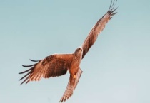 老鹰属于几级保护动物 老鹰主要有哪些种类