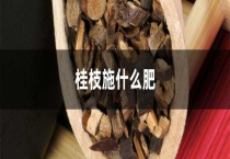 桂枝施什么肥