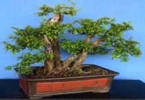 石榴树怎么嫁接老桩