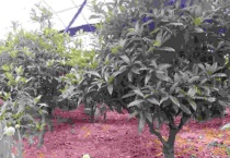 山东桂花怎样越冬