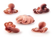 章鱼是什么动物