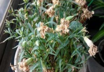 怎么养花不容易枯萎