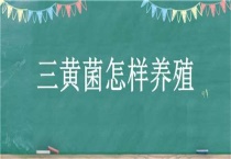 三黄菌怎样养殖
