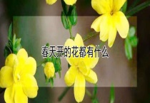 春天开的花都有什么？