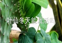叶仙冬天能栽活吗？