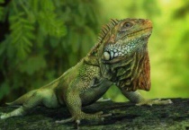 跟壁虎相似的动物