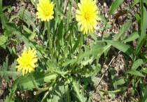 蒲公英可以蘸酱生吃吗 附生吃蒲公英的多久？