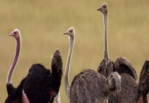 鸵鸟的生长周期 产蛋期如何饲养