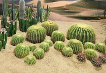 仙人球烂了一半能救活吗？