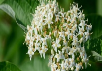 肥皂花和香皂花有什么不同 附其相关介绍