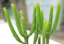 绿玉树怎么繁殖