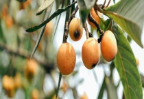 枇杷的种子可以种吗？