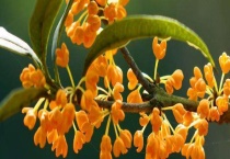 丹桂飘香是什么季节 附丹桂的种植多久？