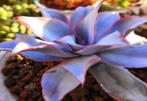 多肉气根是什么意思