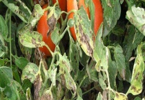 松脂酸铜有哪些使用注意事项 松脂酸铜防治哪些病害