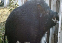 特种野猪提纯复壮方法是怎样？