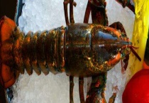 波士顿龙虾可以人工养殖吗？