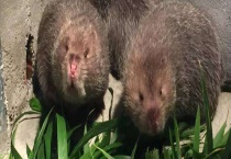 养殖竹鼠有前途吗 鼠苗市场会饱和吗？