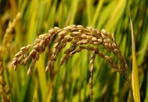 杂粮包含哪些？