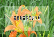 萱草和黄花菜的区别？