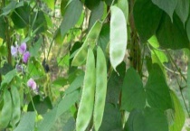 扁豆和荷兰豆的区别？ 详细介绍