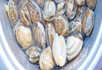 花蛤与青蛾有什么不同 附花蛤的栖息环境