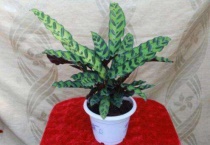 猫眼竹芋怎么能发新芽