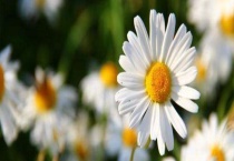 小雏菊鲜花能养多久？