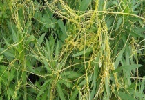 菟丝子最怕什么药 菟丝子是什么？