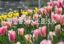 郁金香深水还是浅水