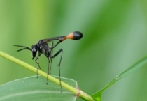 细腰蜂 附详细介绍