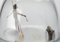 蛐蛐吃什么东西