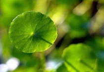 铜钱草剃头在什么季节