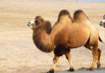 骆驼为什么有三个鼓包