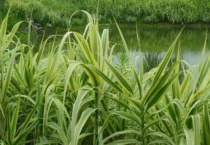 芦竹和芦苇是一种植物吗？