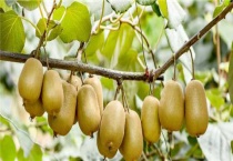 软枣猕猴桃苗几年结果