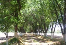 花皮榆树和榔榆有什么区别？？