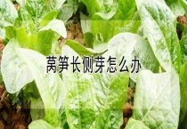 莴笋长侧芽怎么办？